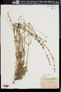 Lavandula latifolia image