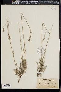 Lavandula latifolia image