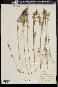 Lavandula latifolia image