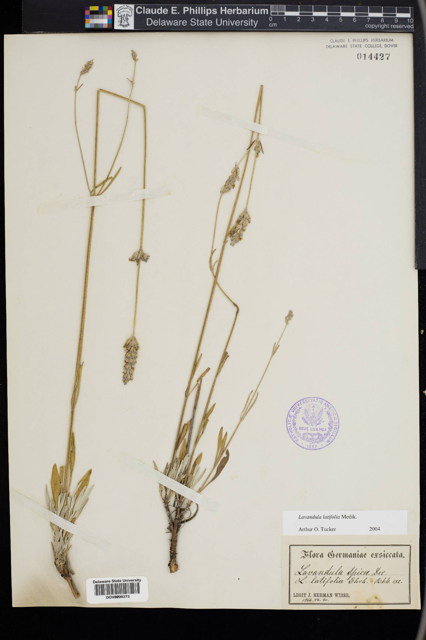 Lavandula latifolia image
