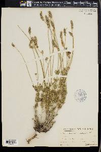 Lavandula multifida image