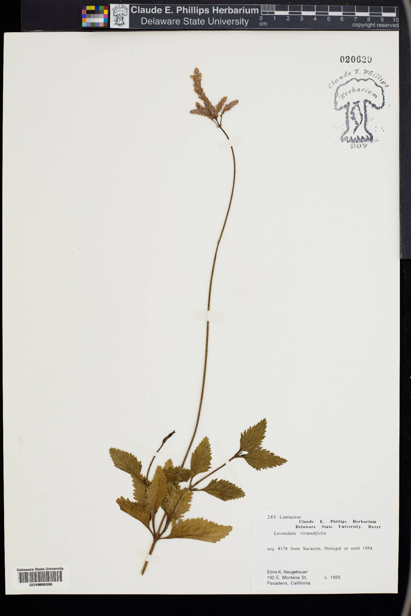 Lavandula rotundifolia image