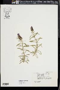 Lavandula stoechas image