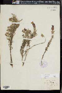 Lavandula stoechas image