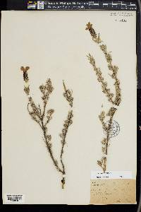 Lavandula stoechas image