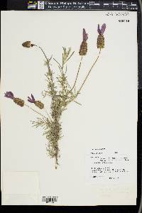 Lavandula stoechas image