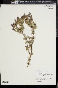 Lavandula stoechas image