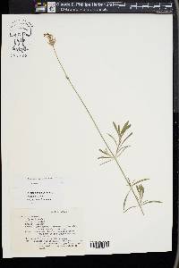 Lavandula latifolia image