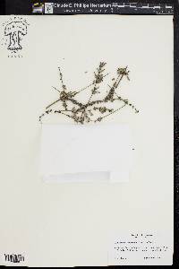 Lavandula x intermedia image