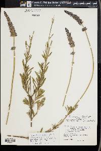 Lavandula heterophylla image