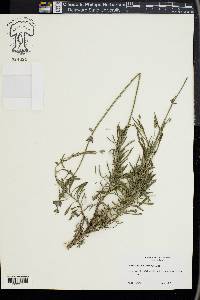 Lavandula heterophylla image