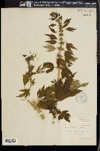 Leonurus cardiaca image