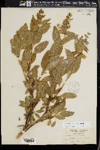 Lepechinia calycina image