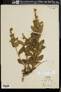 Lepechinia calycina image