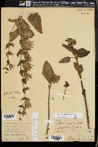 Lepechinia calycina image