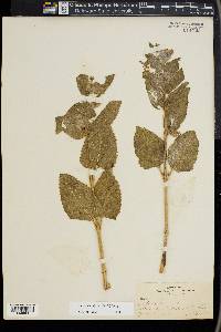 Lepechinia calycina image