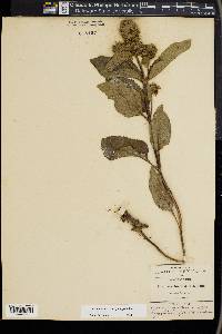 Lepechinia caulescens image