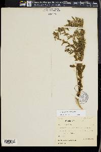 Leucas capensis image
