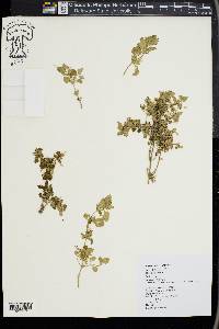 Leucas decemdentata var. decemdentata image