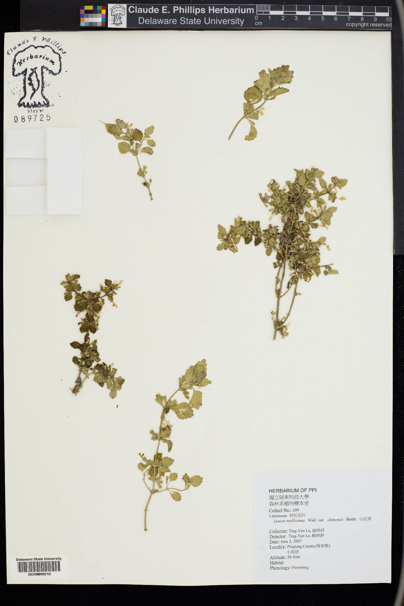 Leucas decemdentata var. decemdentata image