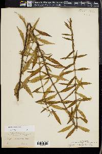 Lycopus amplectens image