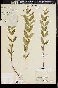 Lycopus amplectens image