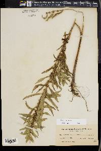 Lycopus asper image