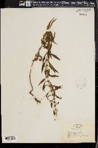 Lycopus asper image