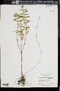 Lycopus rubellus image