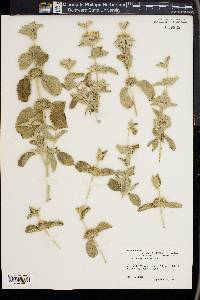 Marrubium incanum image