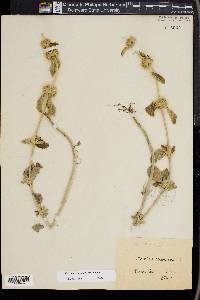 Marrubium incanum image
