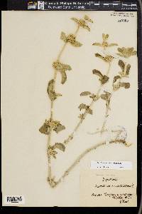 Marrubium incanum image