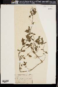 Marsypianthes chamaedrys image
