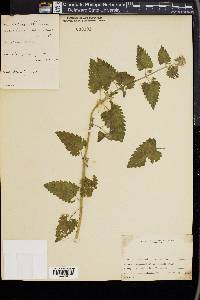 Melissa officinalis image