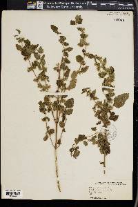 Melissa officinalis image