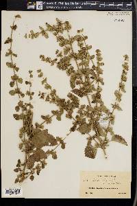 Melissa officinalis image