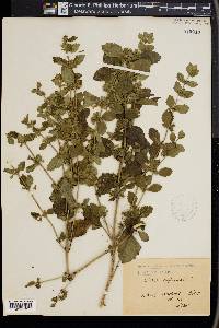 Melissa officinalis image