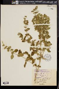 Melissa officinalis image