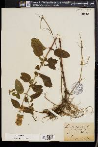 Mentha aquatica image