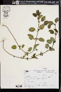 Mentha aquatica image