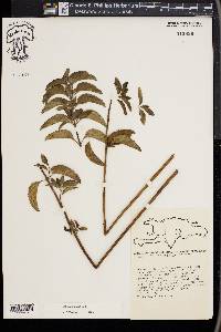 Mentha aquatica image
