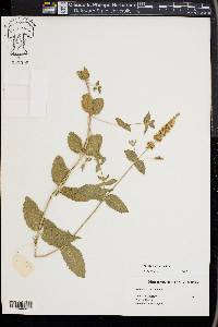 Mentha aquatica image
