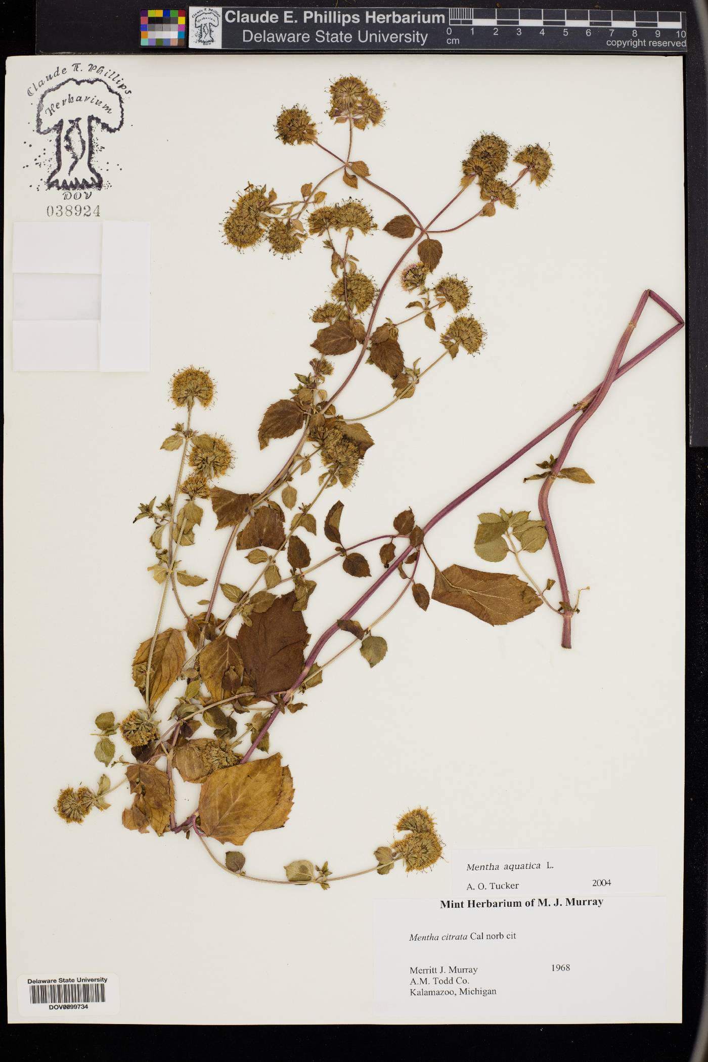Mentha aquatica image