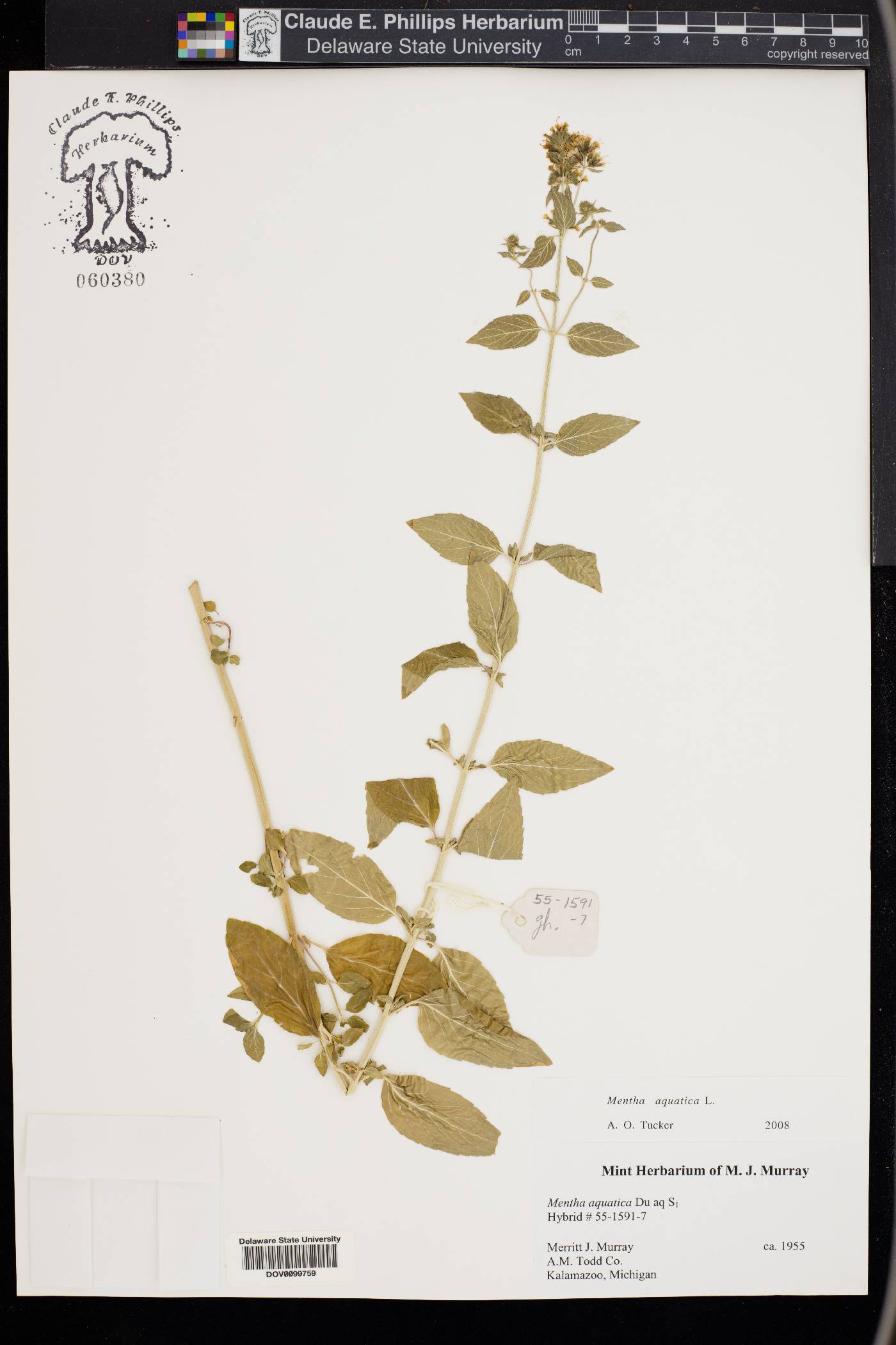 Mentha aquatica image