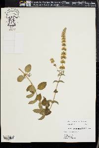 Image of Mentha dumetorum