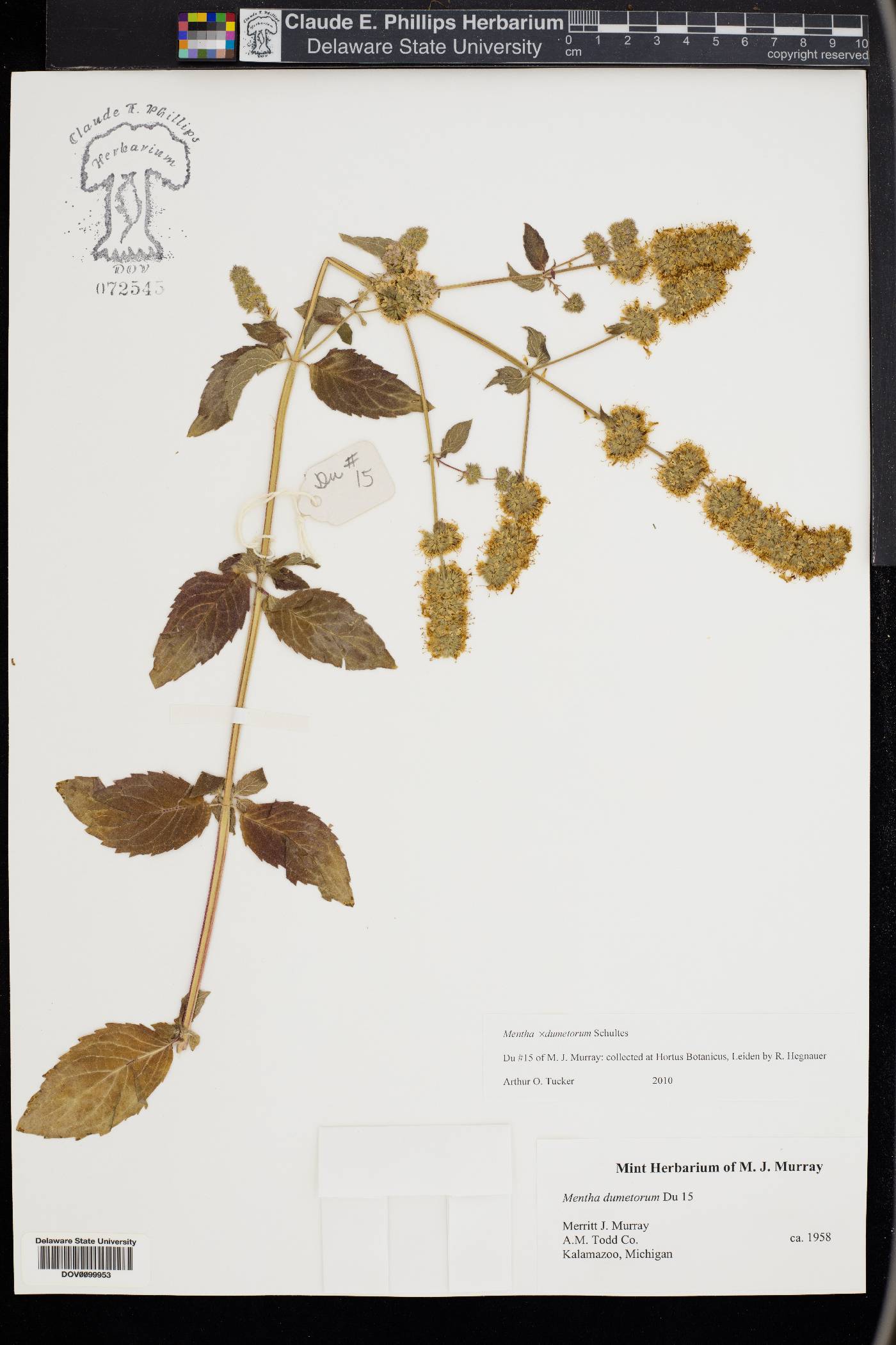 Mentha dumetorum image