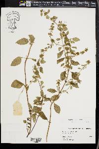 Mentha × gracilis image