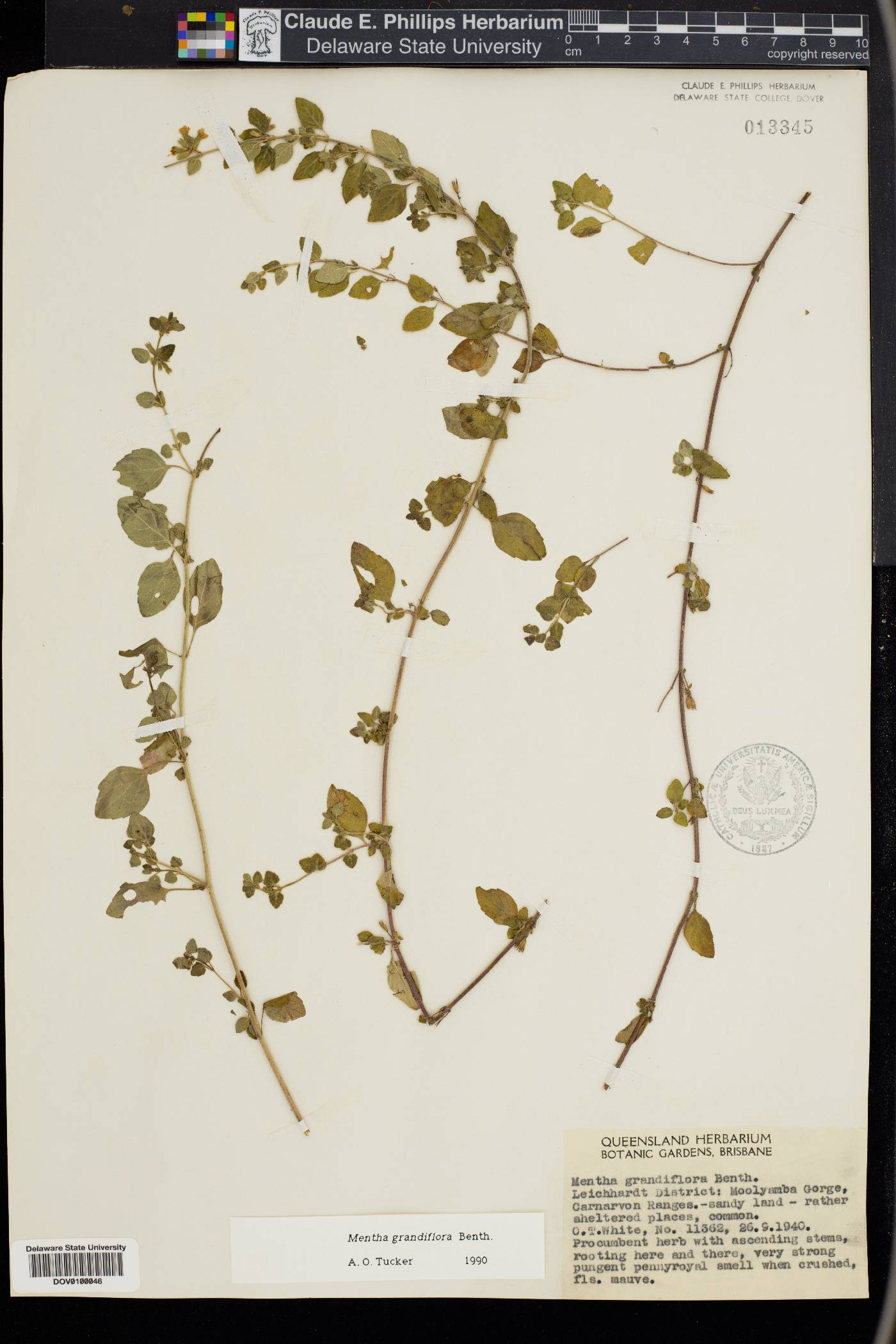 Mentha grandiflora image