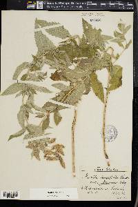 Mentha longifolia image