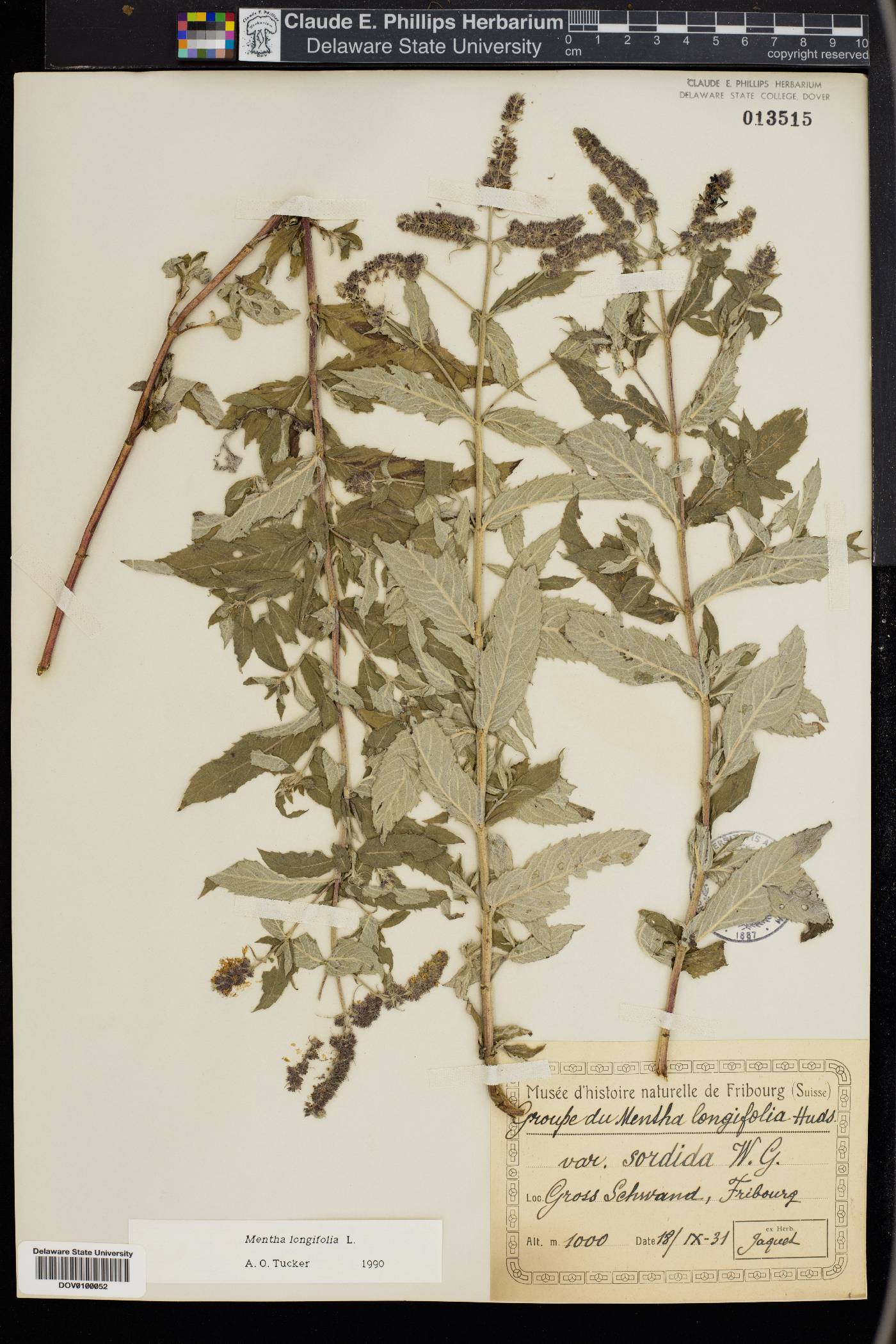 Mentha longifolia image